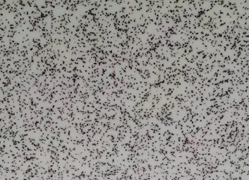 Plancha de Acrílico Decorativa